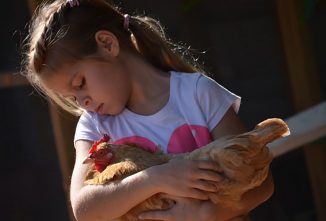 Helping Kids Cope with the Loss of Backyard Hens